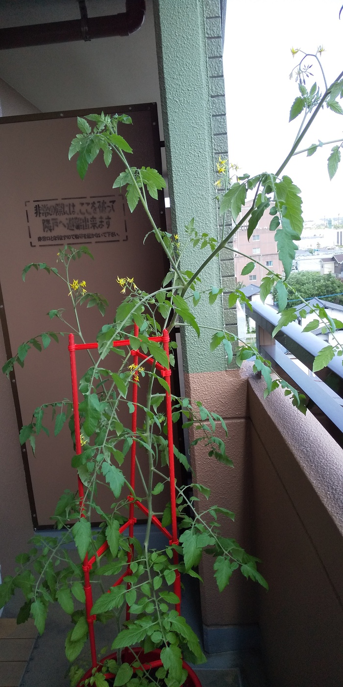 トマト苗 日々の栽培管理 芽かき 誘引