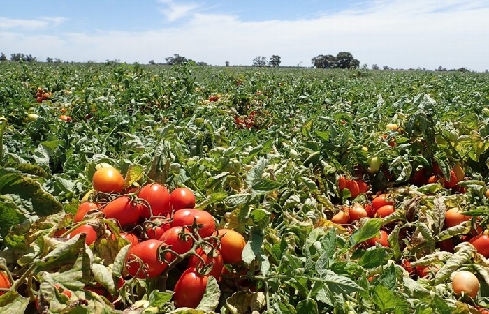 世界にもあるトマト畑