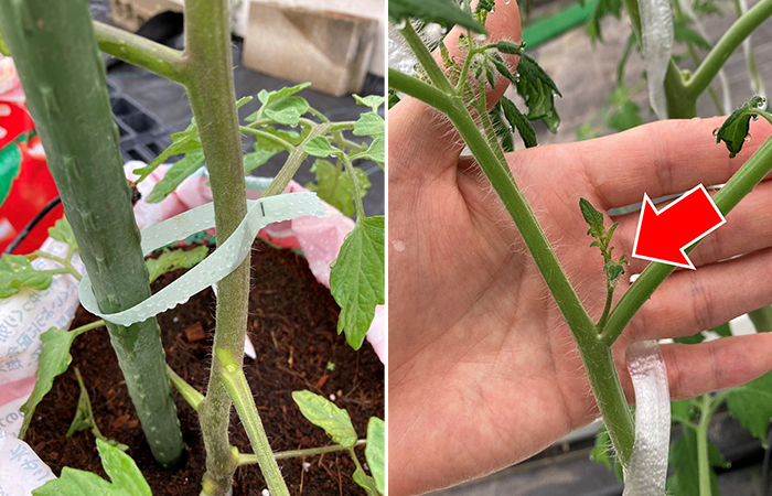 トマト苗 日々の栽培管理 芽かき 誘引