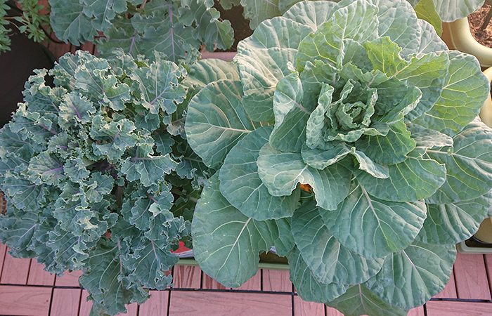 プチヴェール・芽キャベツのわき芽が大きくならない！？