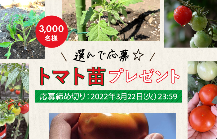 終了しました＞＼3,000名様プレゼント／トマト苗栽培シーズ...