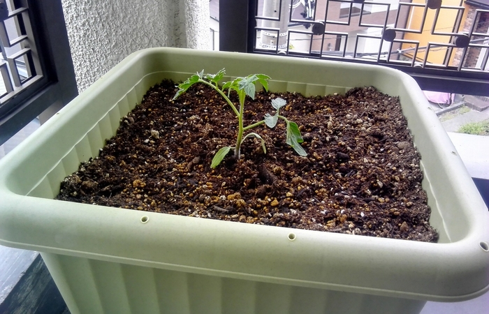 トマト苗を栽培する土の量について