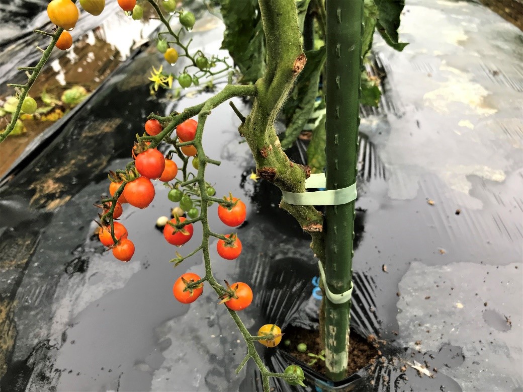変わり種トマトを育ててみました