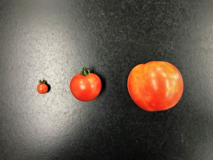 変わり種トマトを育ててみました
