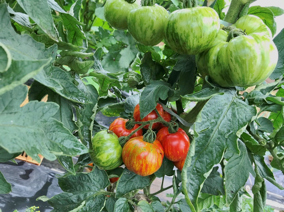 変わり種トマトを育ててみました Part2