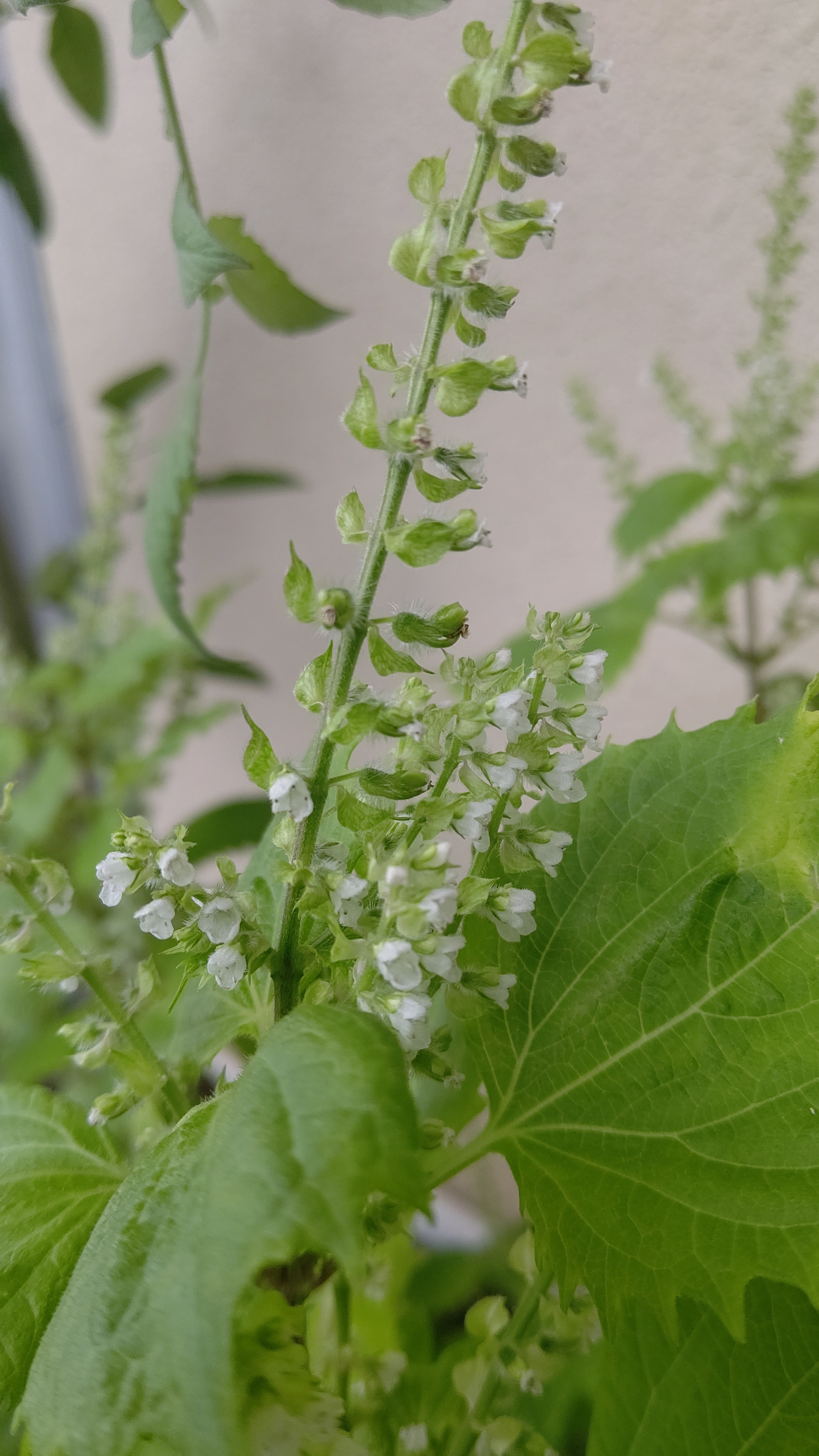 青じその花が咲きました 白くて可愛いです 今までぐるりと回りに花が咲くと思っていたら半分だけでした 今更ながらにビックリ 種から来年も沢山収穫できそうです みんなとカゴメでつくるコミュニティ Kagome アンドカゴメ