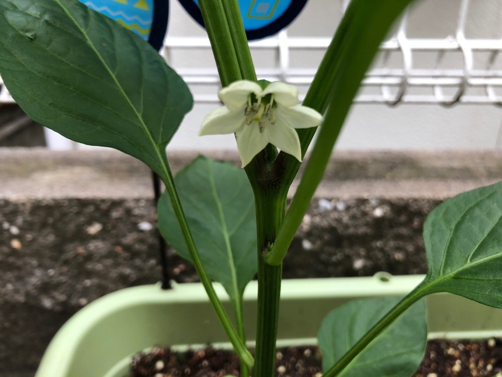 ピーマンのお花 一つ苗を買って栽培です 実家にいた頃 父 が沢山の野菜を作っていました ピーマンの花は気にもせず 収穫は手伝っていました 白い花が可憐で可愛いです 何個収穫 出来るかなぁ みんなとカゴメでつくるコミュニティ Kagome アンドカゴメ