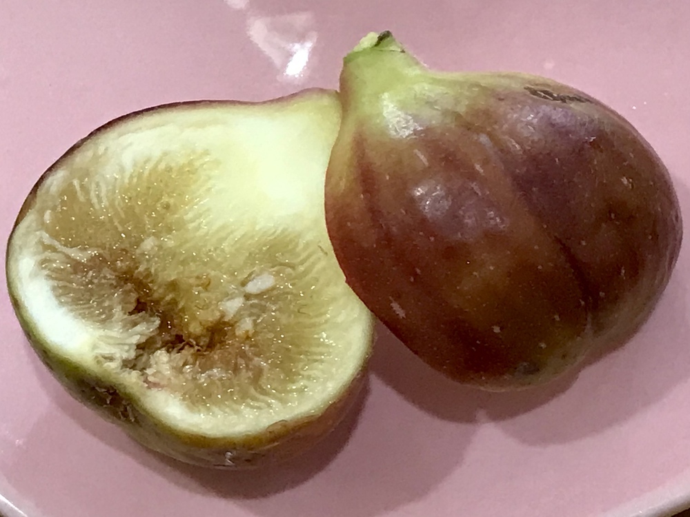 先日に続きイチジクシリーズです アラビア半島原産のアリソン という品種です 先日のブルーセレストは砂糖水の様な強い甘みでしたが こちらは果物の優しい甘さです 桃の食感に近いでしょうか みんなとカゴメでつくるコミュニティ Kagome アンドカゴメ