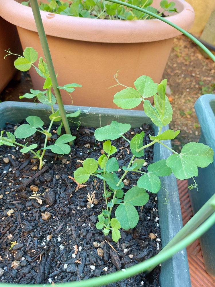 少し前に植えたのがやっと育ちはじめました 小さい鉢から植え替えようと思ってますが 枯れないことを祈りつつ ﾟ ﾟ 絹さやと人参 あとは 前に植えたアスパラのまわりになぜか小松菜が出てきました みんなとカゴメでつくるコミュニティ Kagome アンド