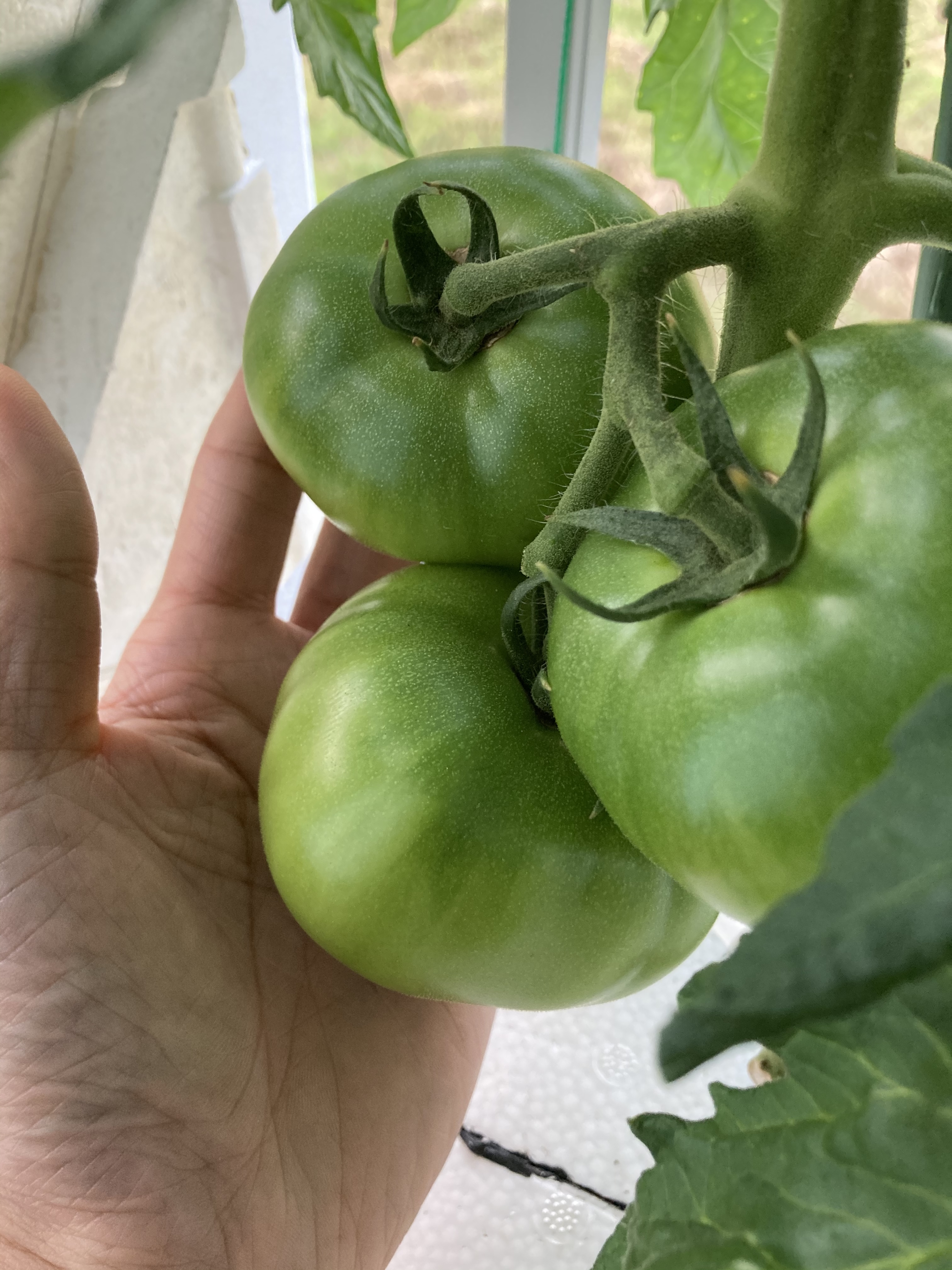 水耕栽培の大玉トマト第一果房。順調です。去年は普通の培養土で袋栽培