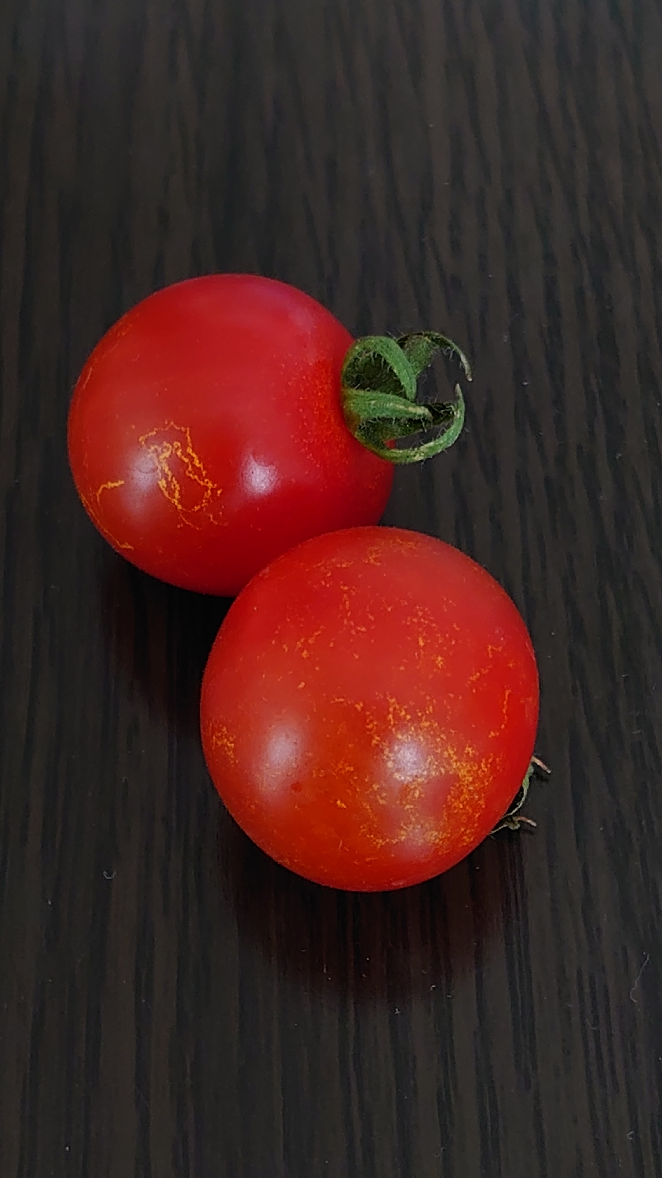 トマト坊主さま