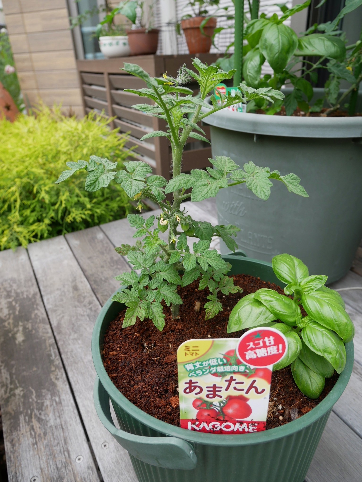 あまたんは植物自体もミニサイズなので、小さめプランターに