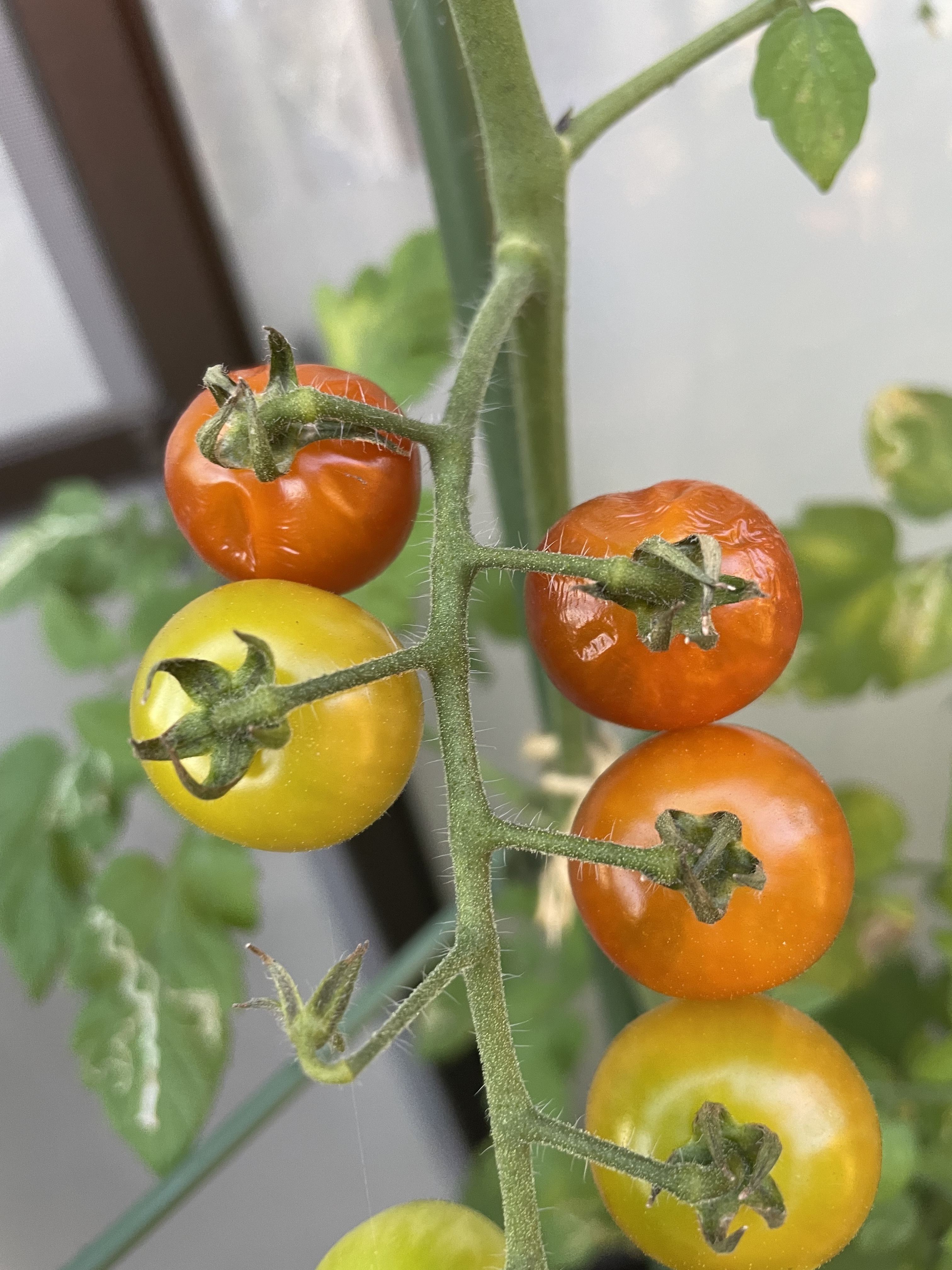 どうして、、⁉️朝はまん丸だったトマト🍅ちゃん。夕方お水をあげよう