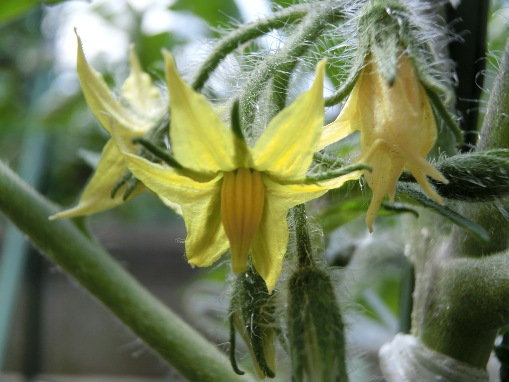 6月１９日 寒い日が続いていた札幌の凛々子の花もついに咲きました 北国でも凛々子は強くたくましく 可憐に育っています 早く実がならないかな 楽しみです みんなとカゴメでつくるコミュニティ Kagome アンドカゴメ