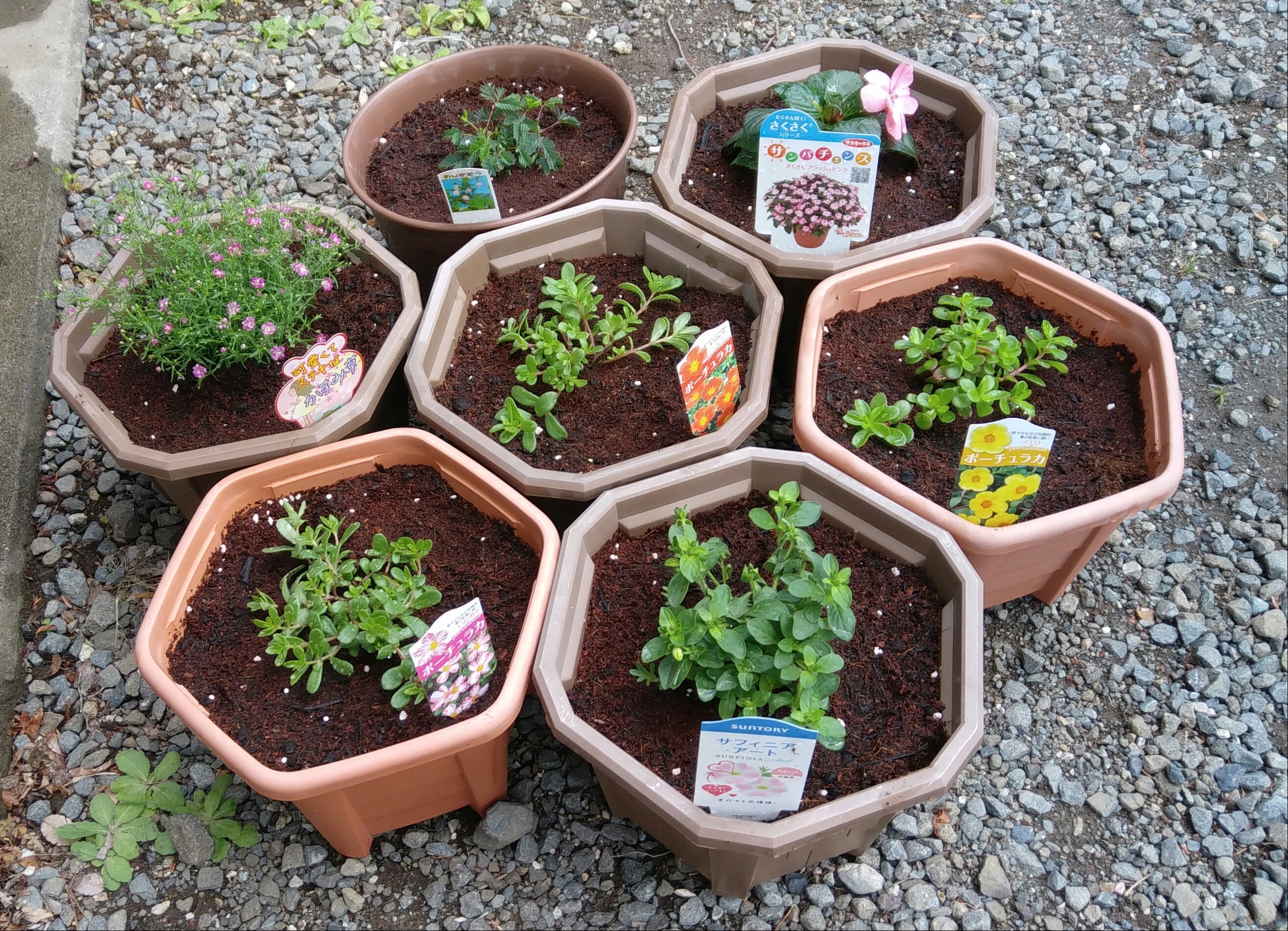 我が家の花たち＼(^^)／ | みんなとカゴメでつくるコミュニティ ...