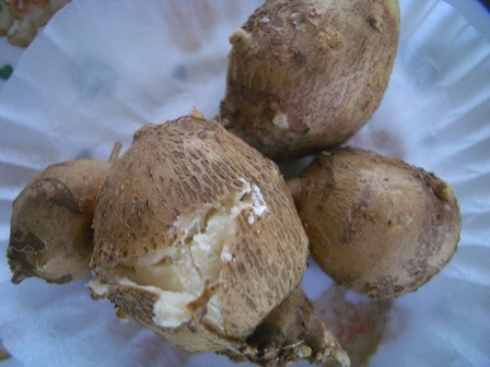 これが アピオス芋 です みんなとカゴメでつくるコミュニティ Kagome アンドカゴメ