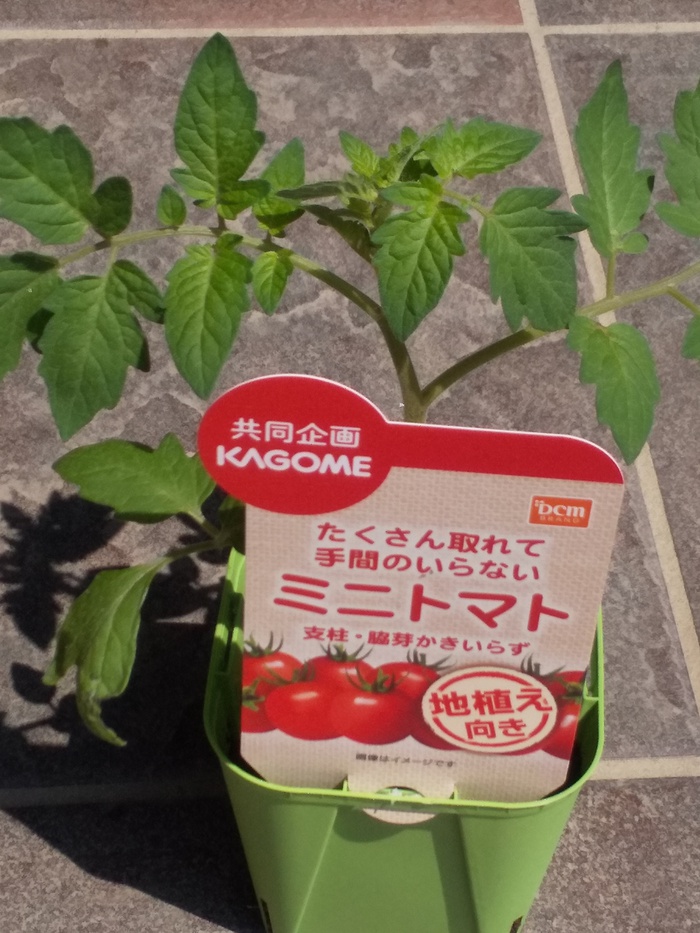 Kagomeのトマトの苗を発見 みんなとカゴメでつくるコミュニティ Kagome アンドカゴメ