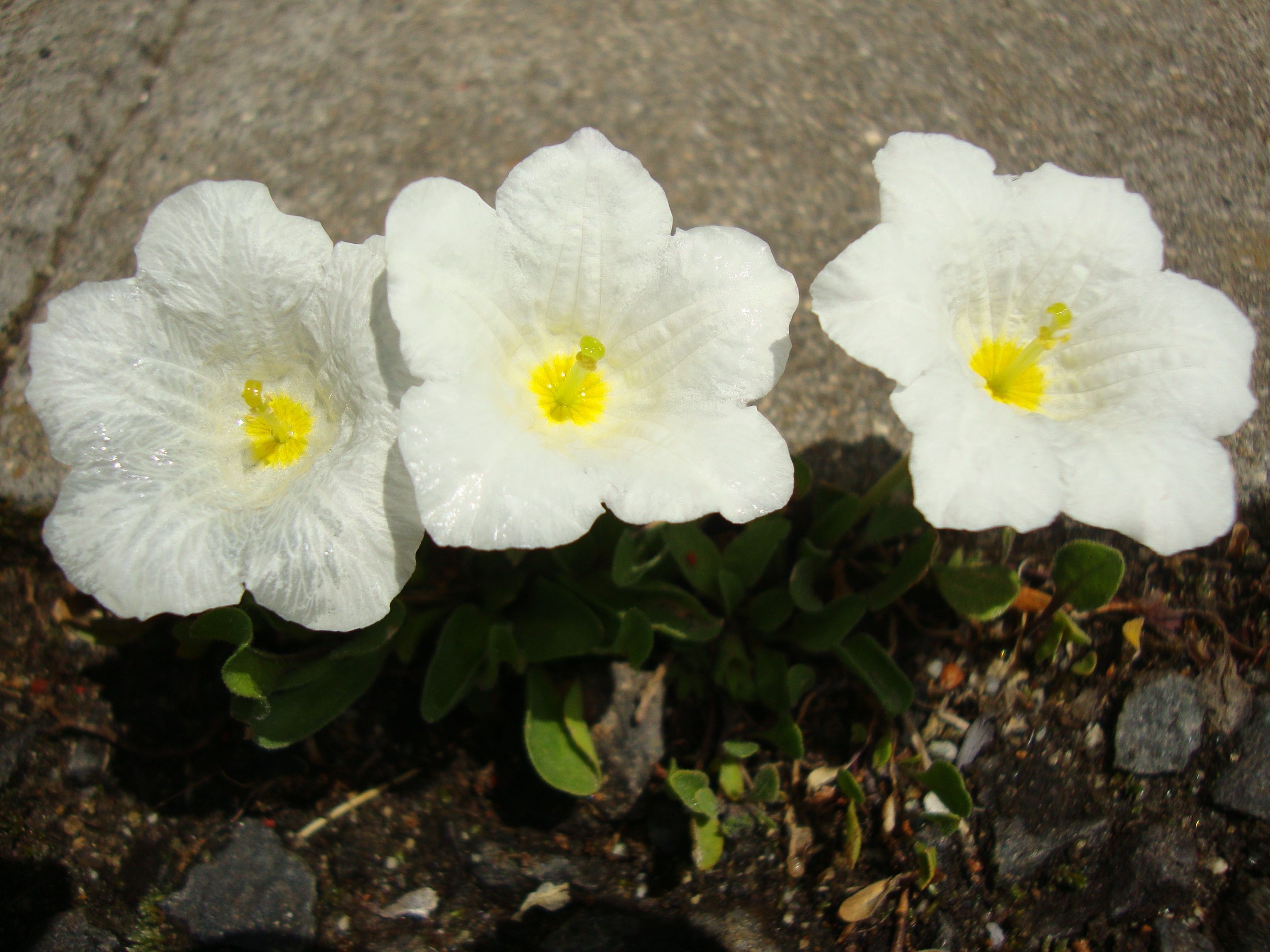 健気な花の名前を教えて下さい | みんなとカゴメでつくるコミュニティ