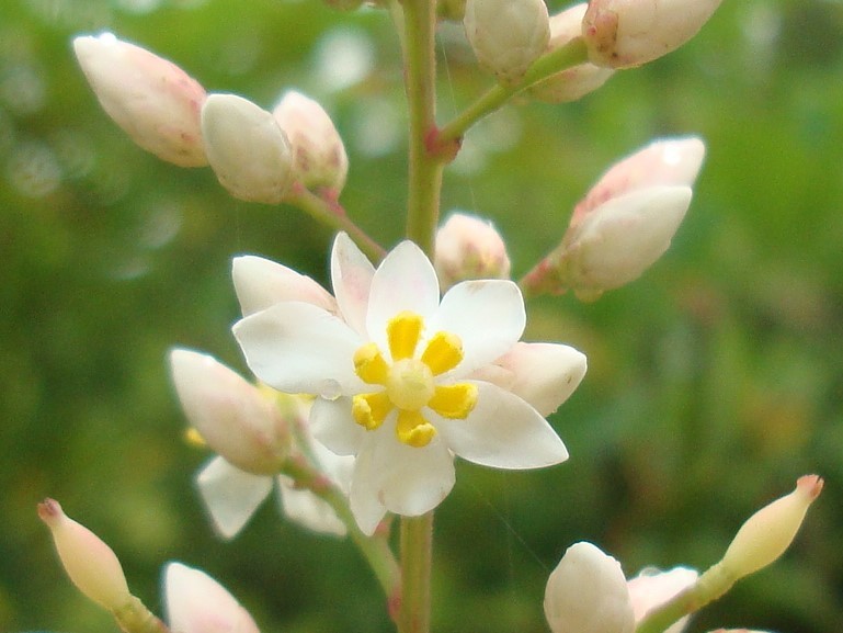 何の花かお分かりになりますか。 | みんなとカゴメでつくる