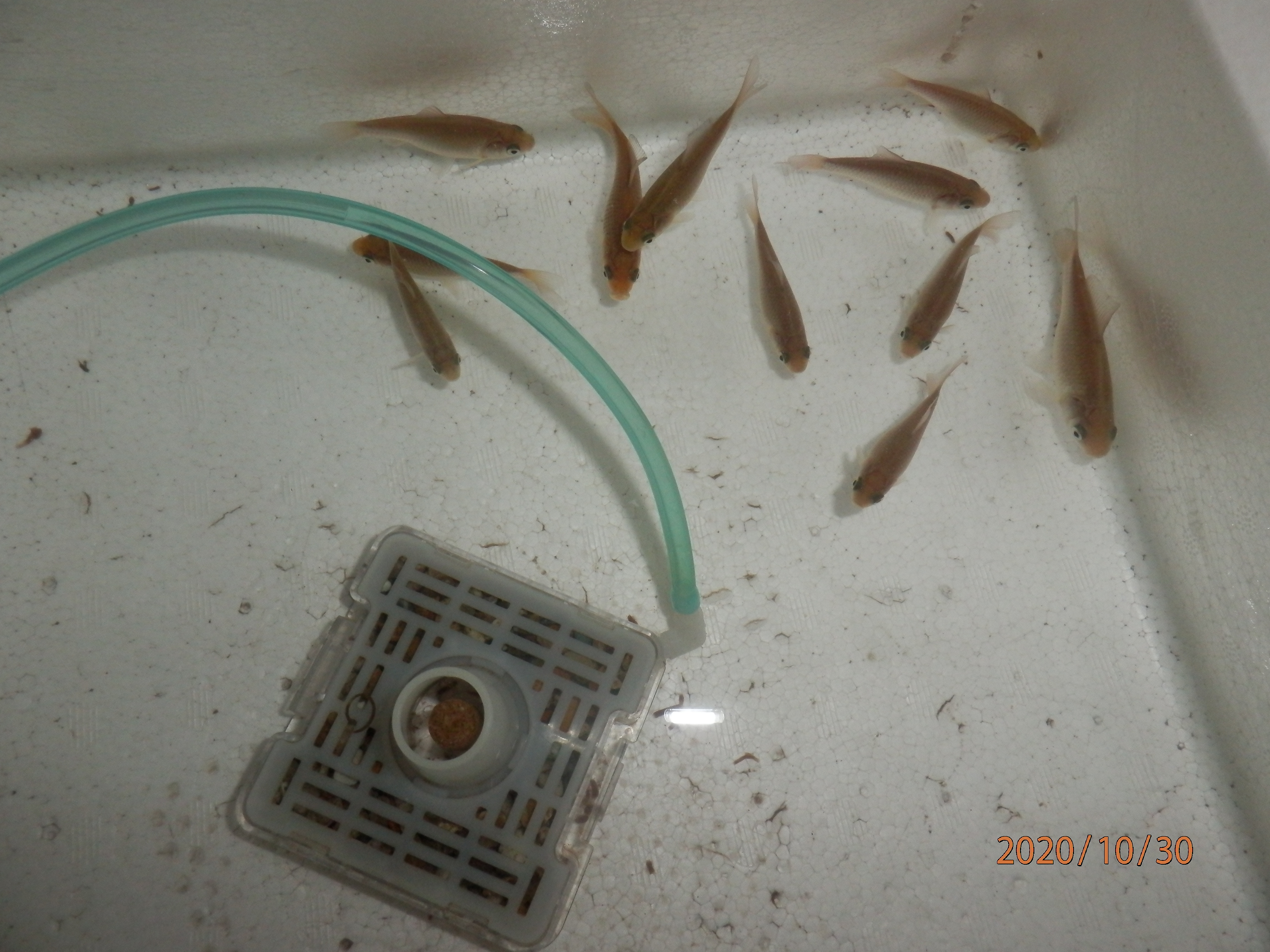 金魚の赤ちゃん達です みんなとカゴメでつくるコミュニティ Kagome アンドカゴメ