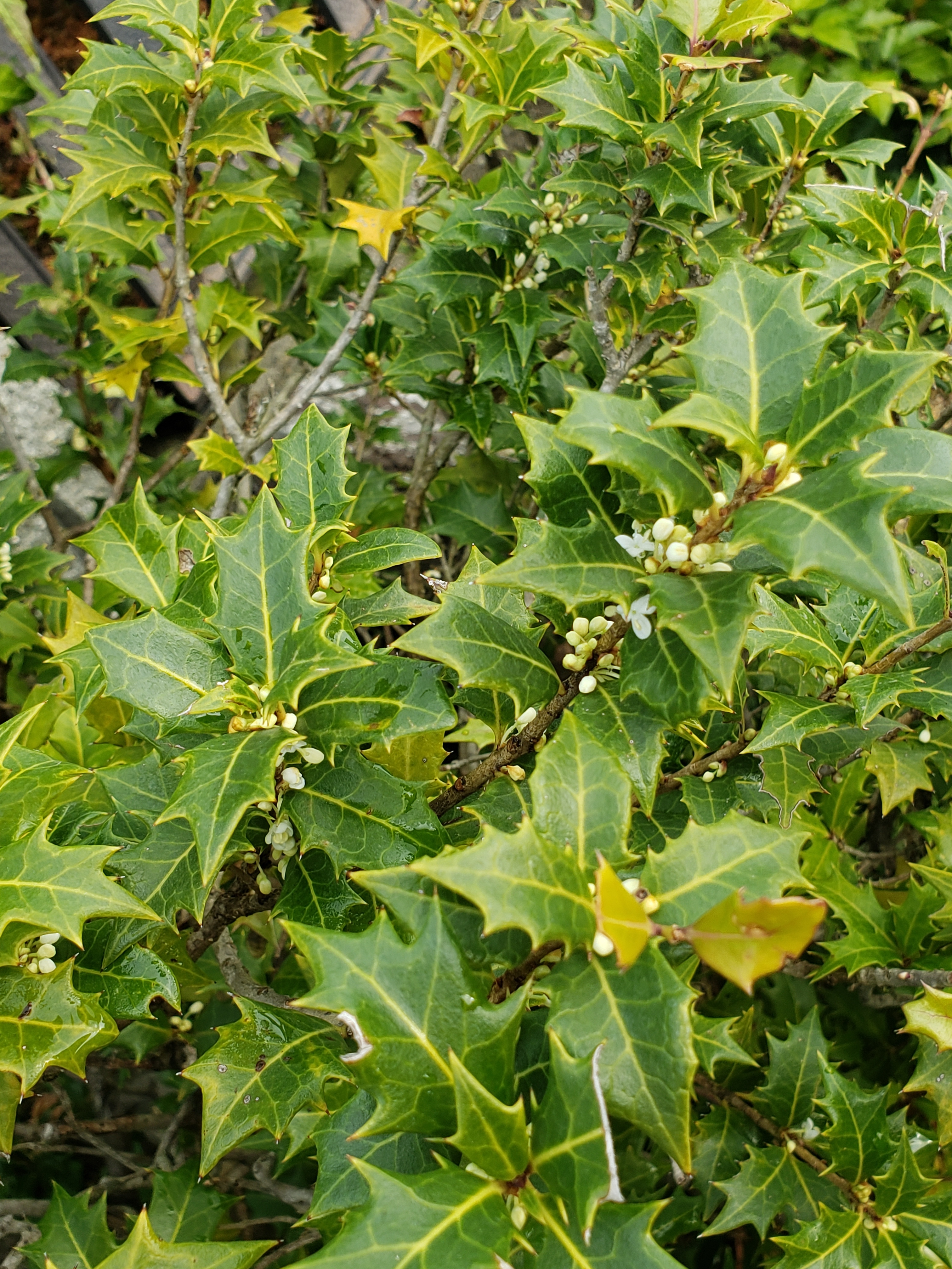 柊の花が咲きました 食でないのですが みんなとカゴメでつくるコミュニティ Kagome アンドカゴメ