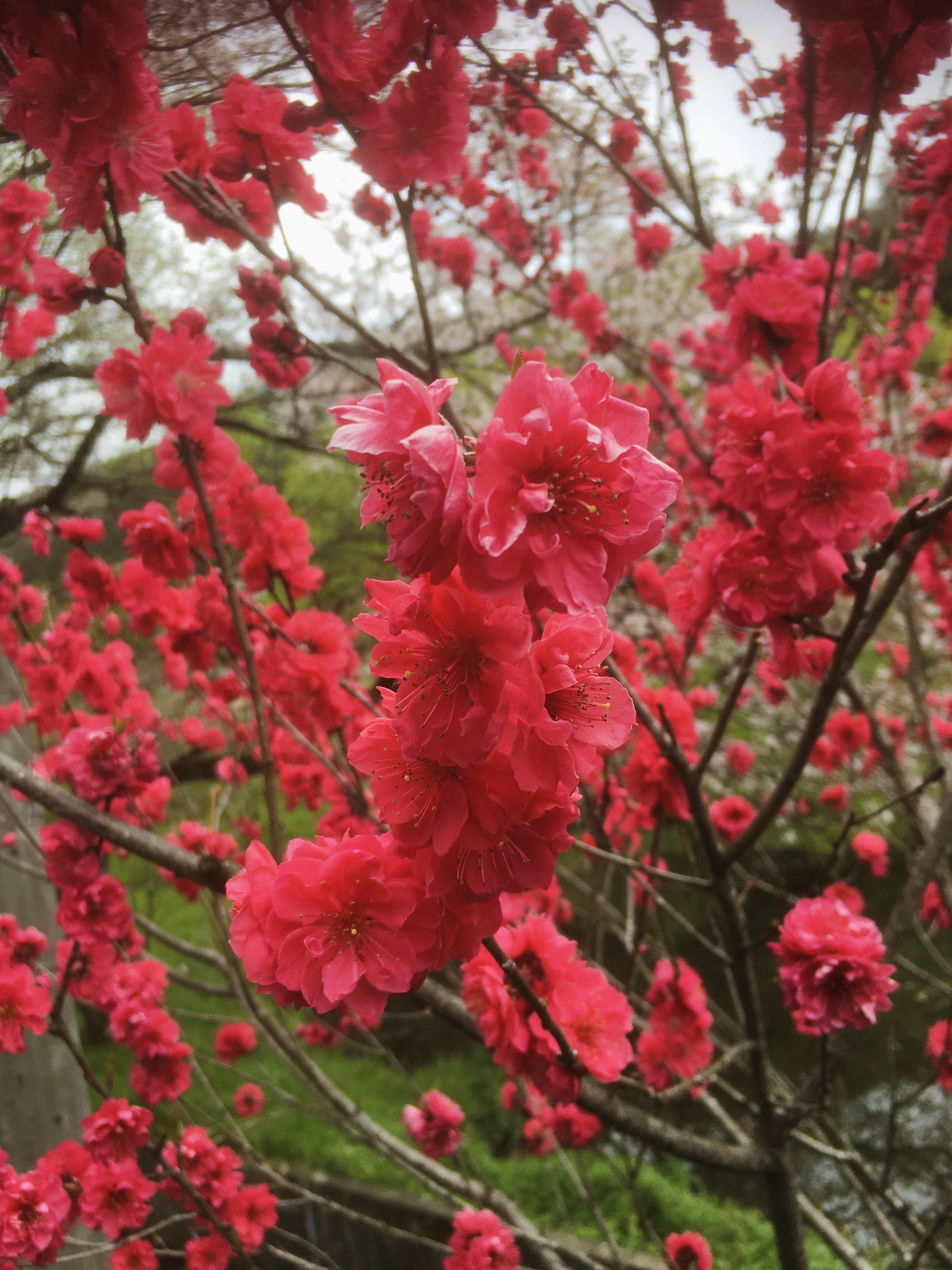 【名古屋帯】かごめと桜の花