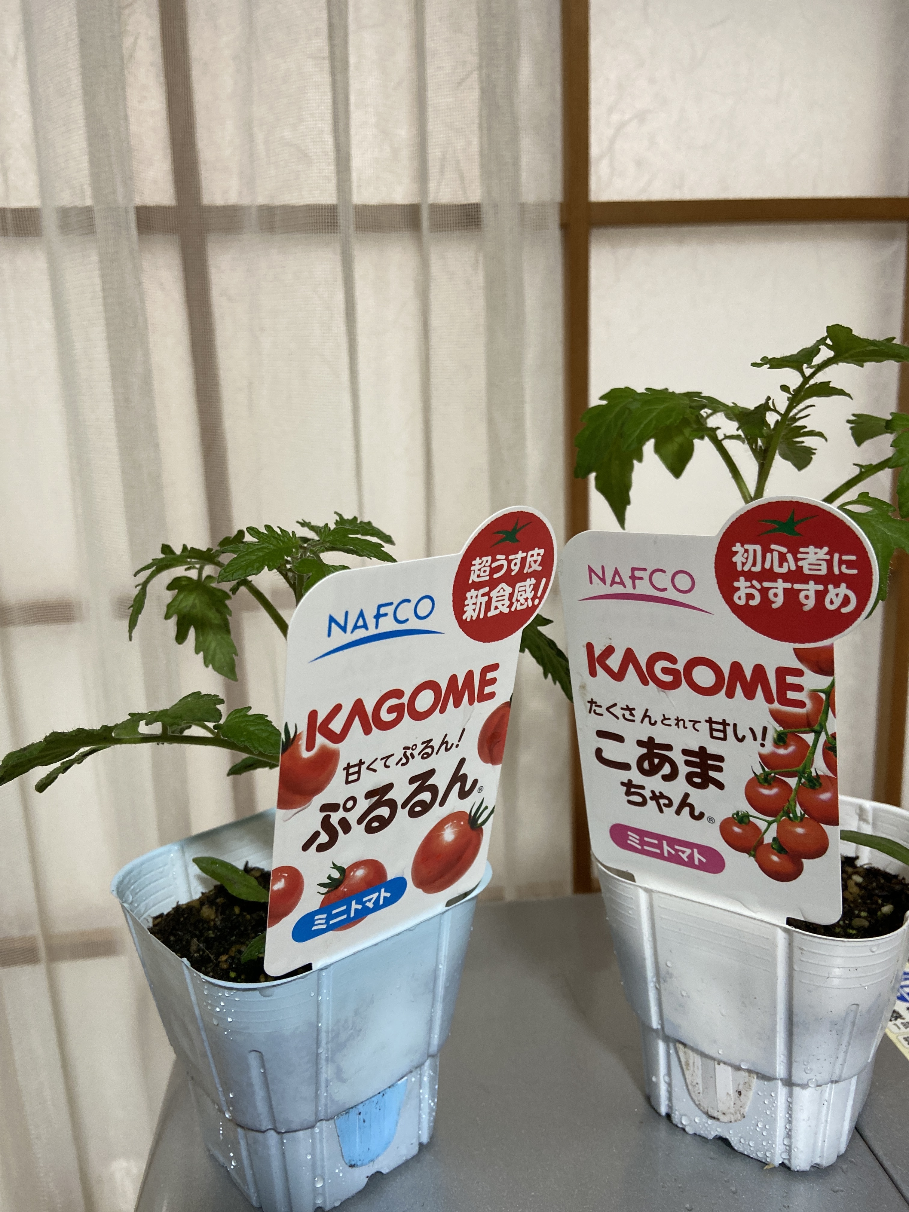 KAGOMEミニトマト苗購入‼️ | みんなとカゴメでつくるコミュニティ ...